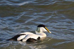 a single eider duck drake floating on the surface of the sea