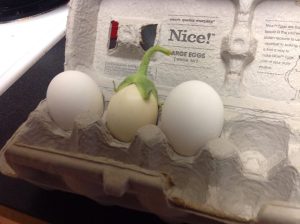 Small white eggshaped aubergine in an eggbox between two real eggs