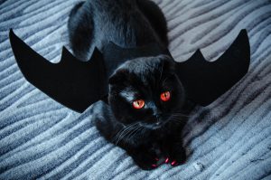 A black cat wearing bat wings for Halloween