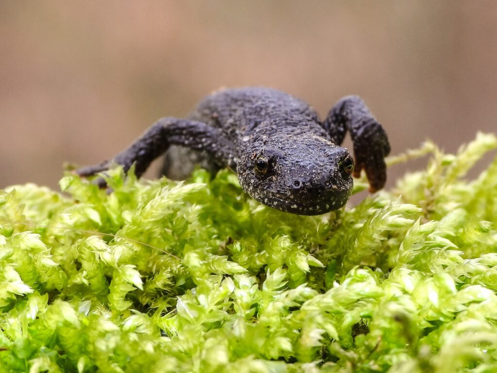 A newt crawling over moss.