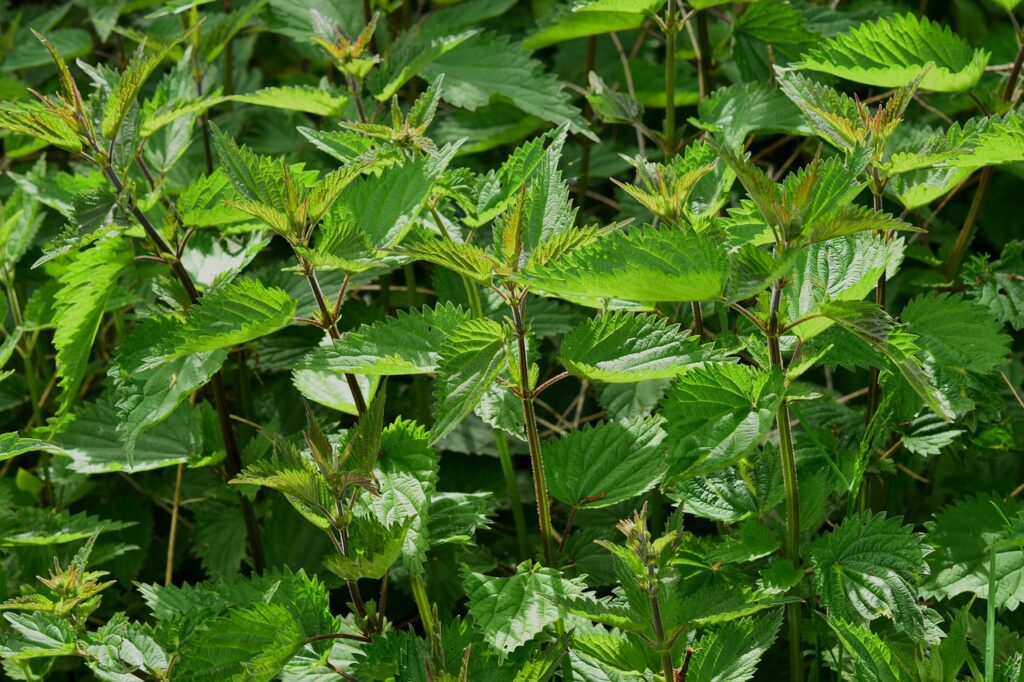 A bed of nettles